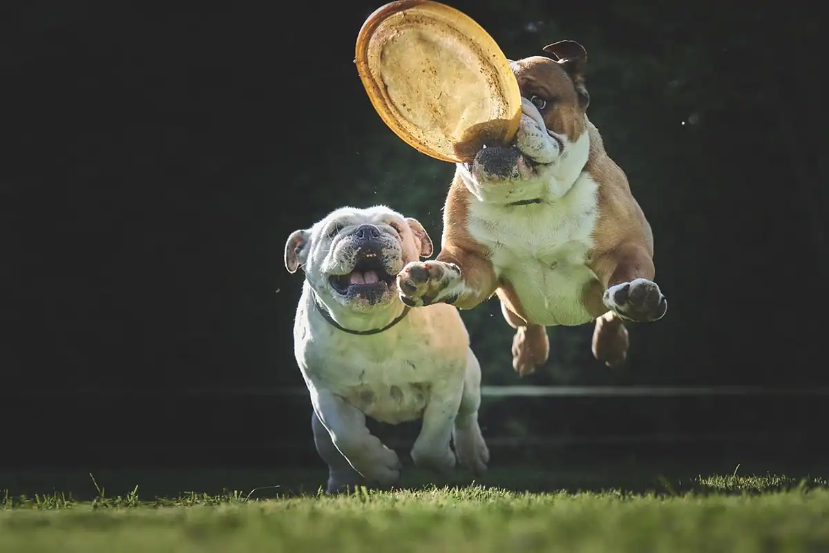Bulldog prins în salt după un frisbee, subiect în mișcare pentru urmărirea autofocusului