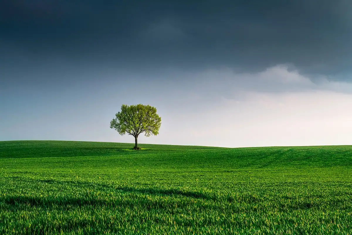 Copac singuratic pe o pajiște verde, cu orizontul în treimea de jos și cer cu nori